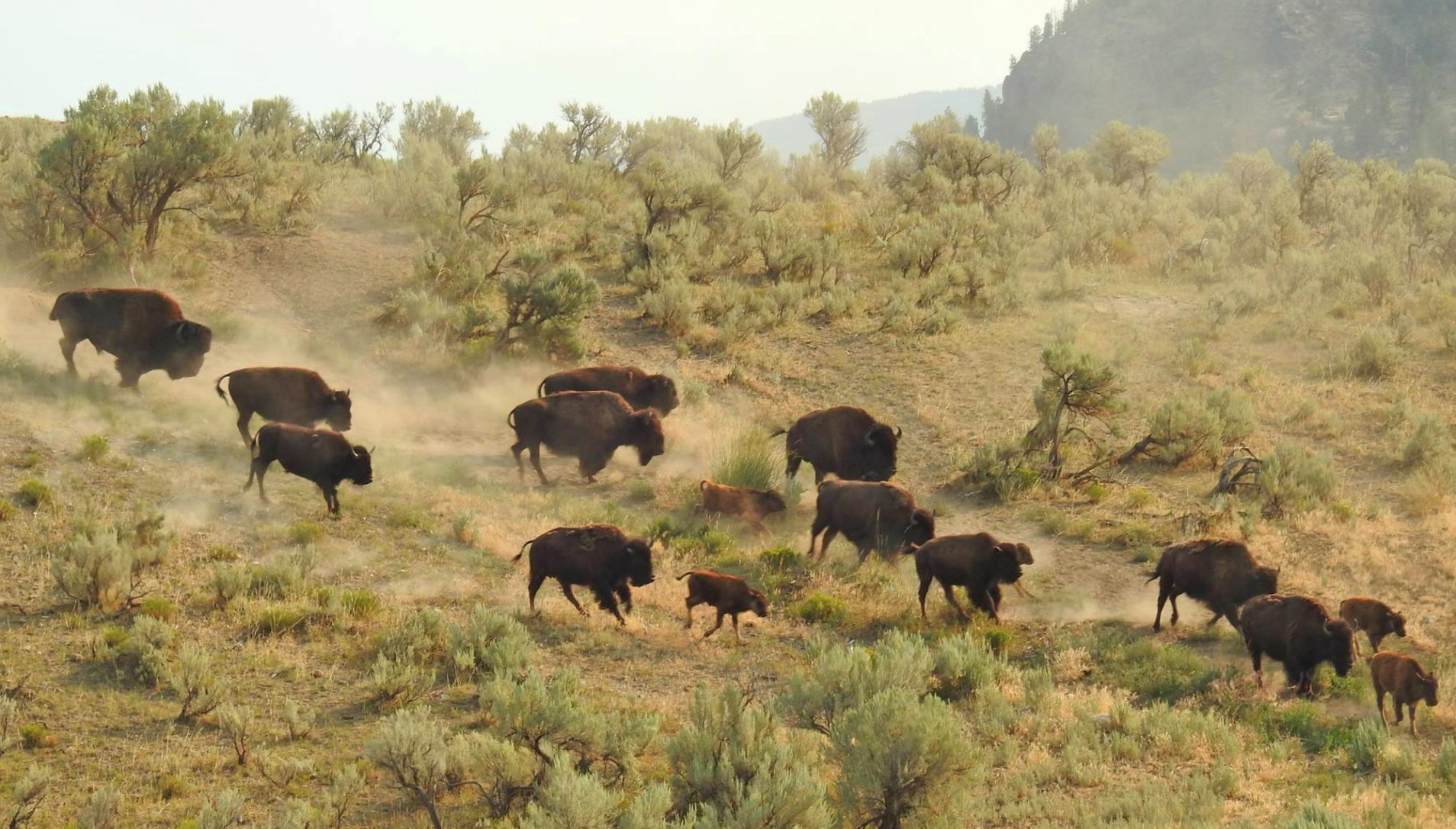 Bison run